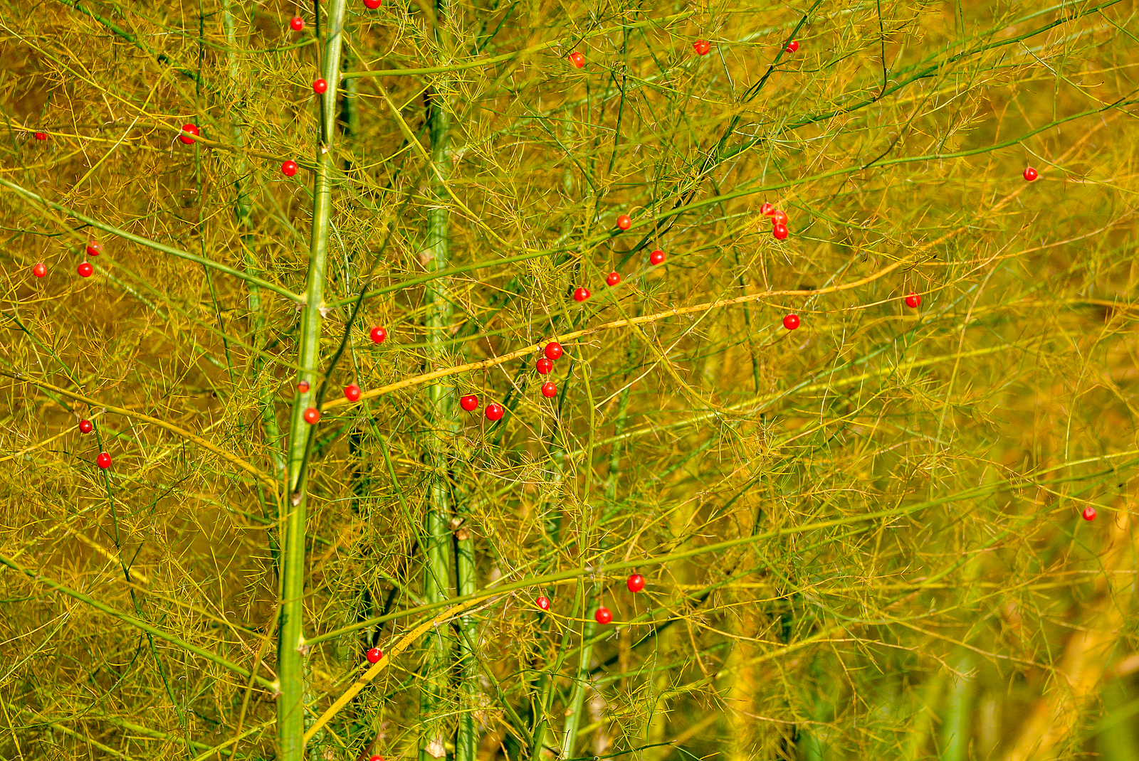 Asparagus in autumn