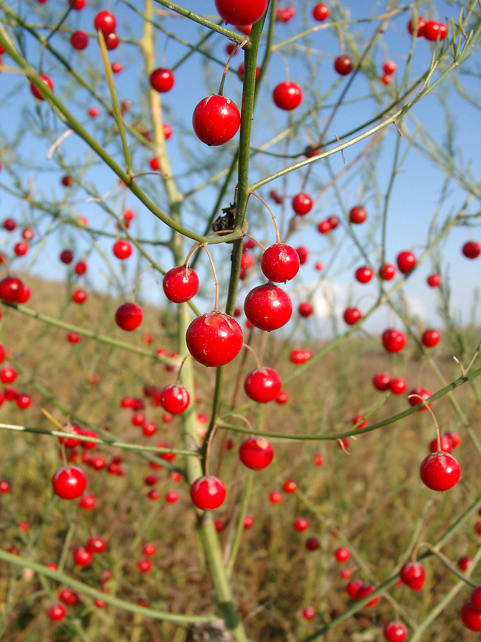 Female asparagus plant berries