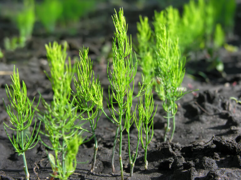 Asparagus seedlings