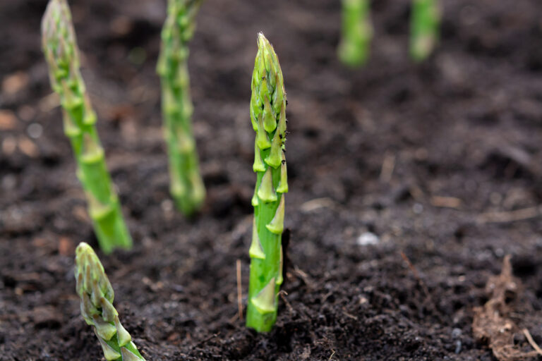Asparagus spears