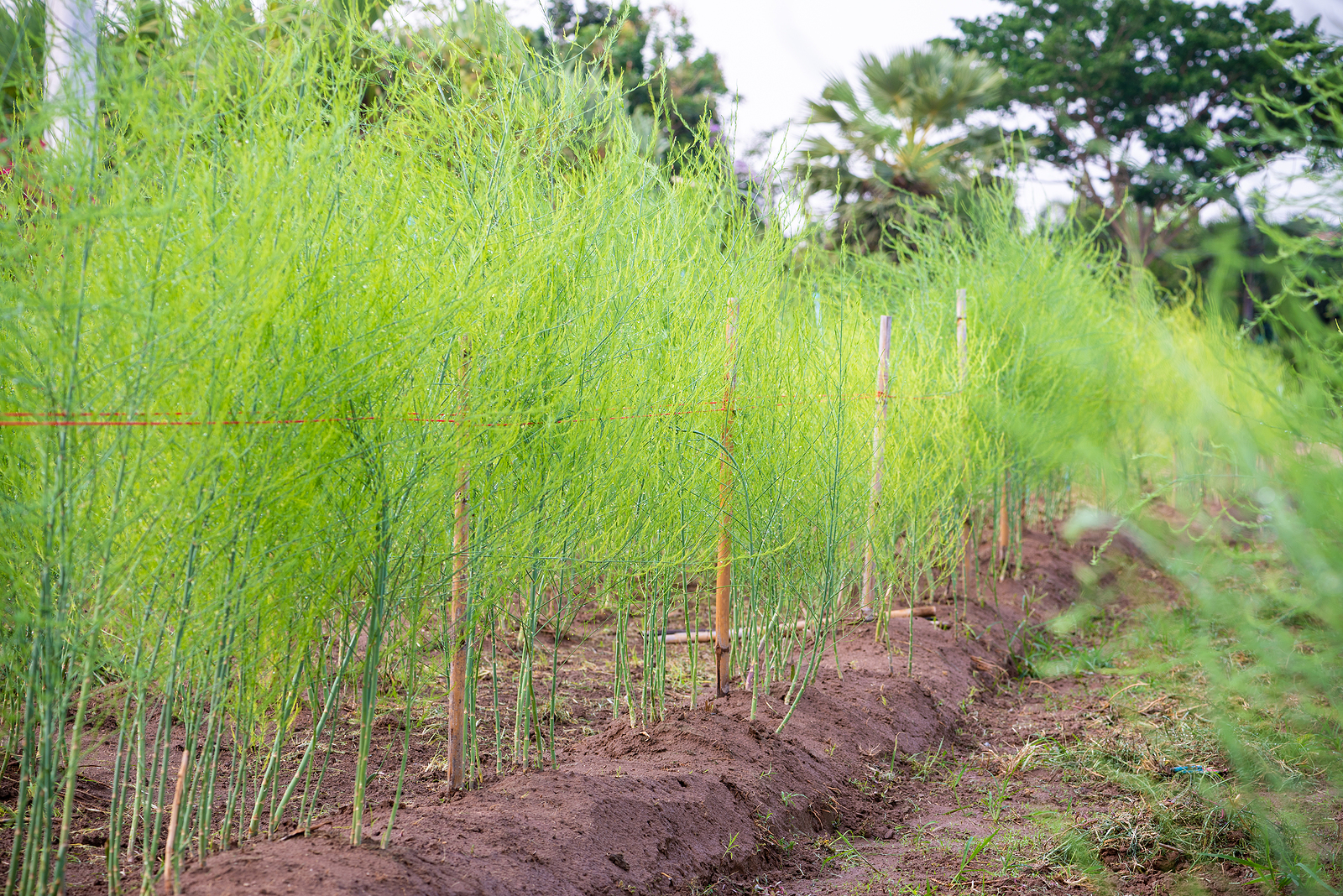 Asparagus plants in summer