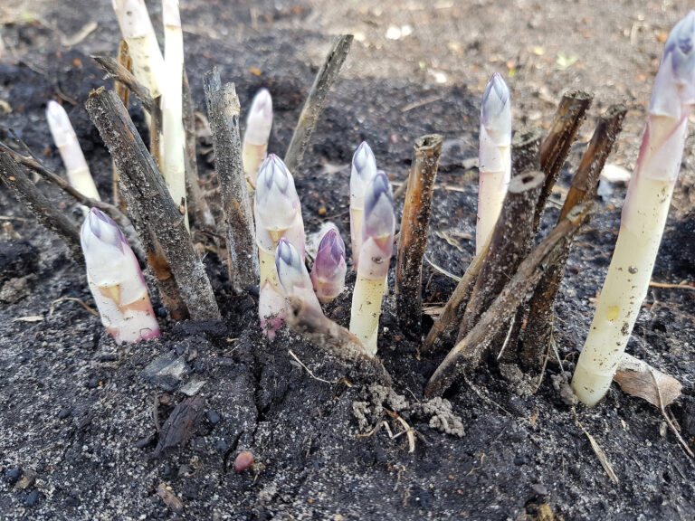 Young asparagus plants