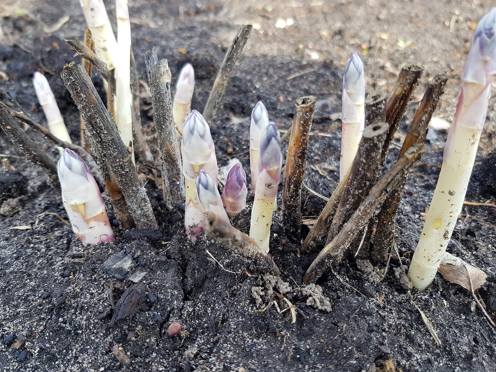 Young asparagus plants