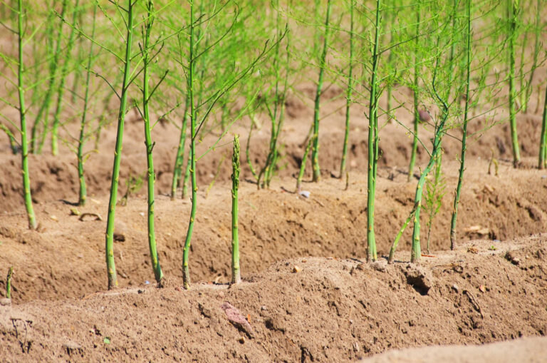 Asparagus rows