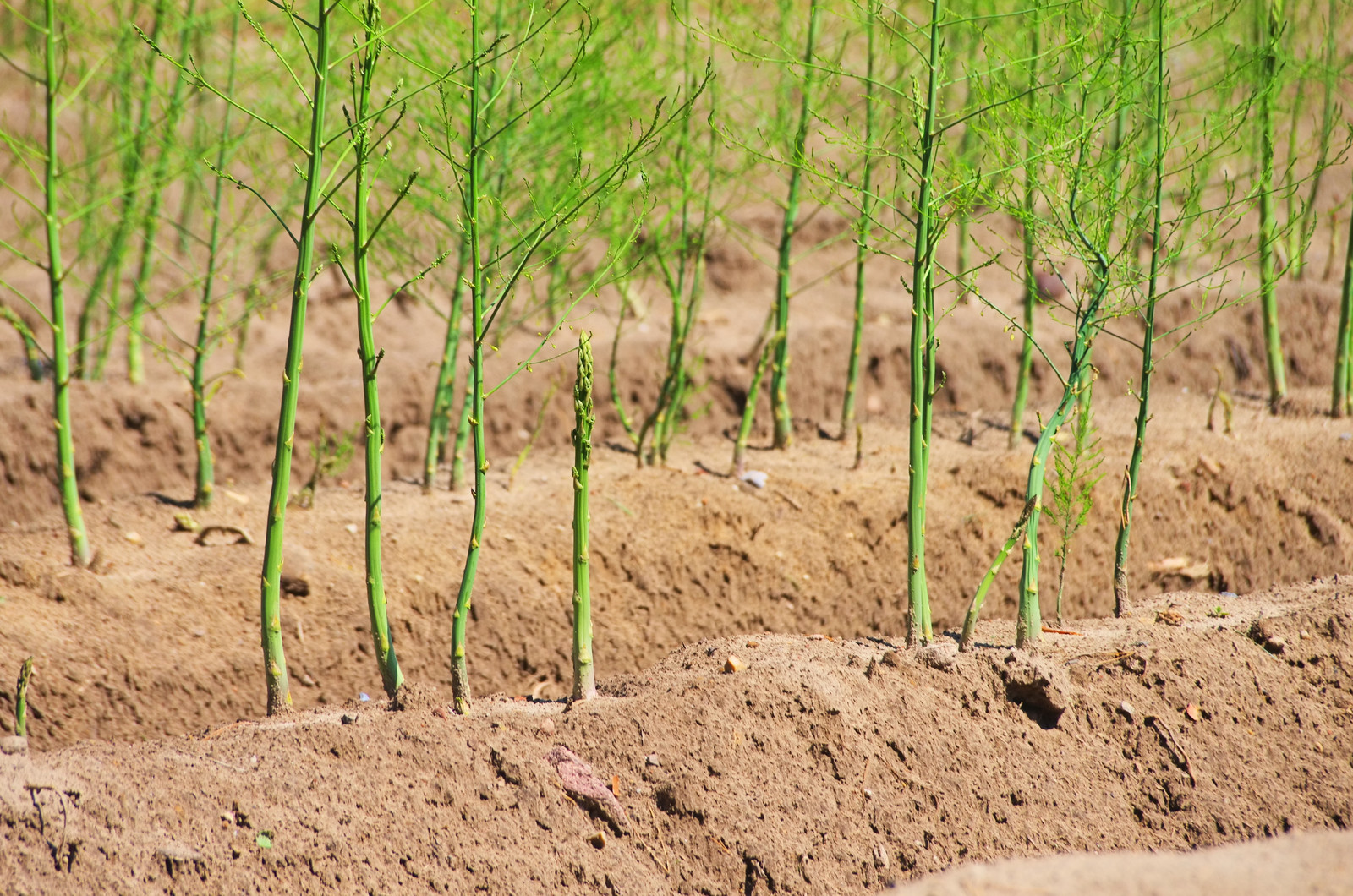 Asparagus rows