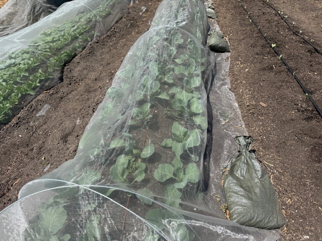 Protecting cauliflower from insects