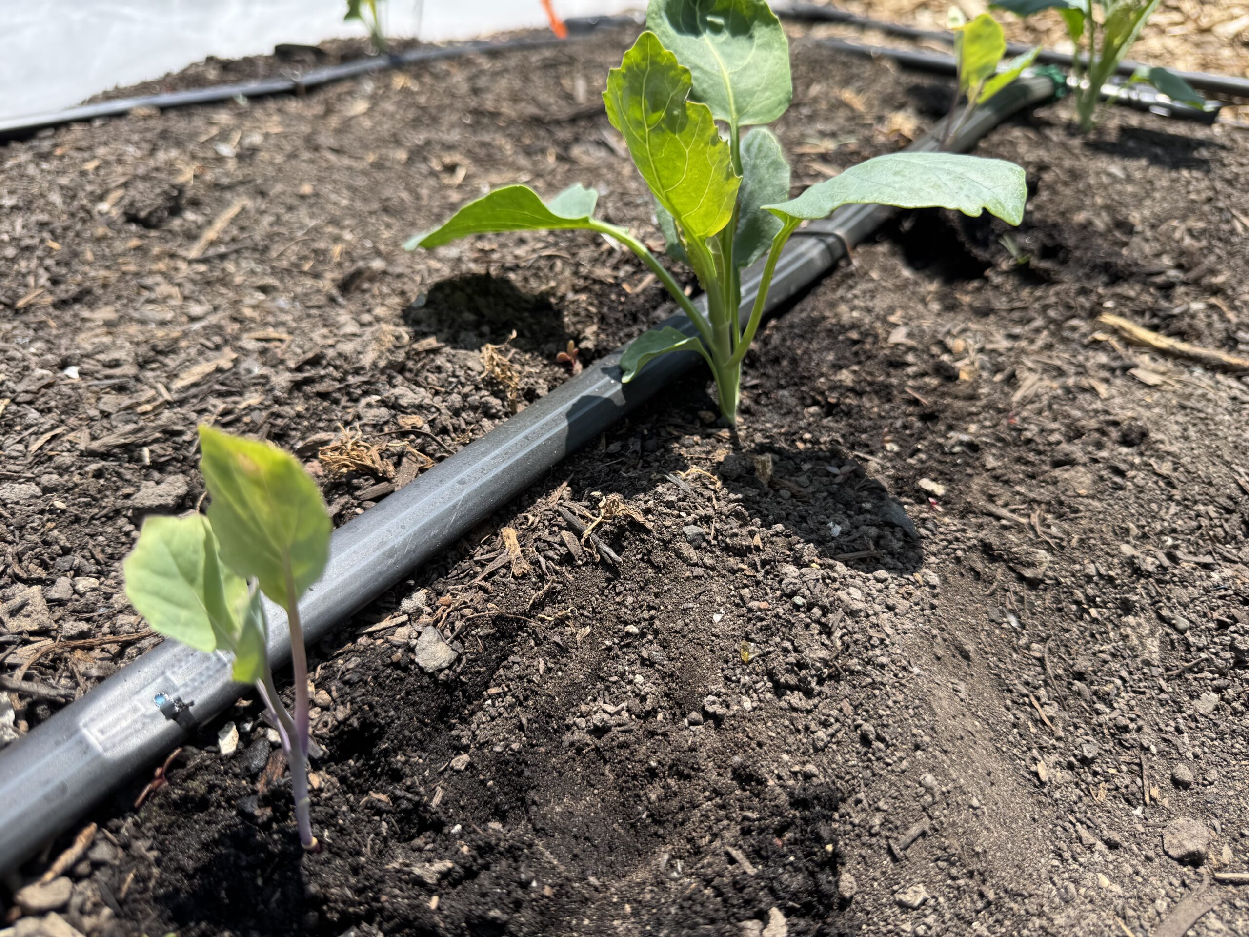 Cauliflower drip irrigation