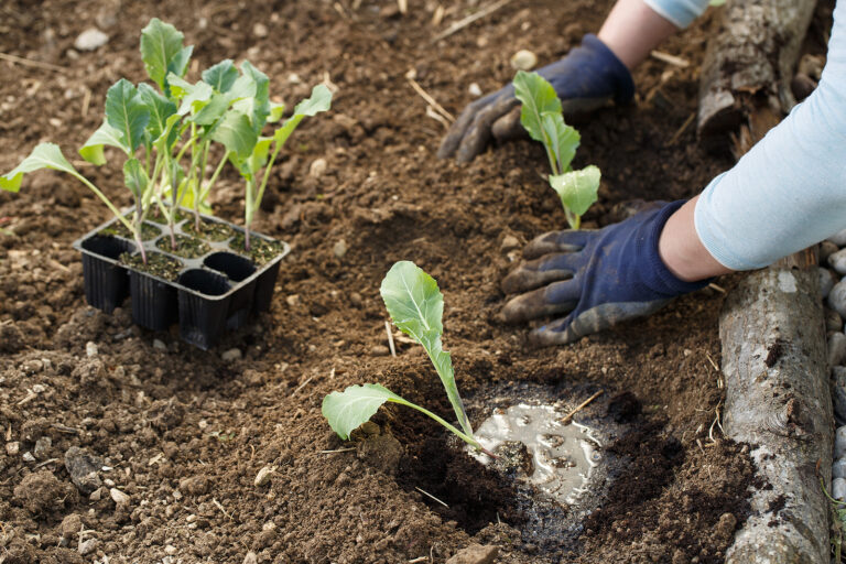 Planting cauliflower