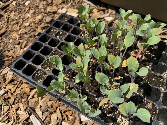 Cauliflower seedlings
