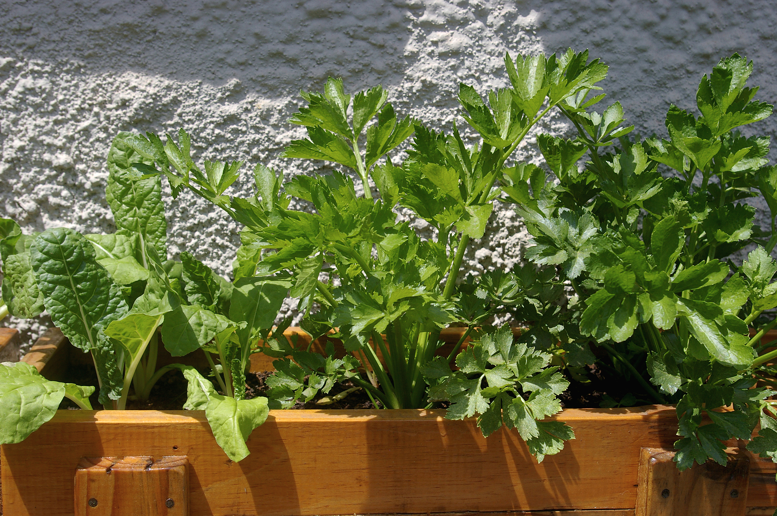Celery growing in pot