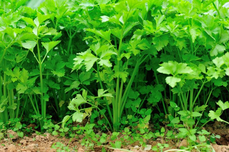 Midseason celery