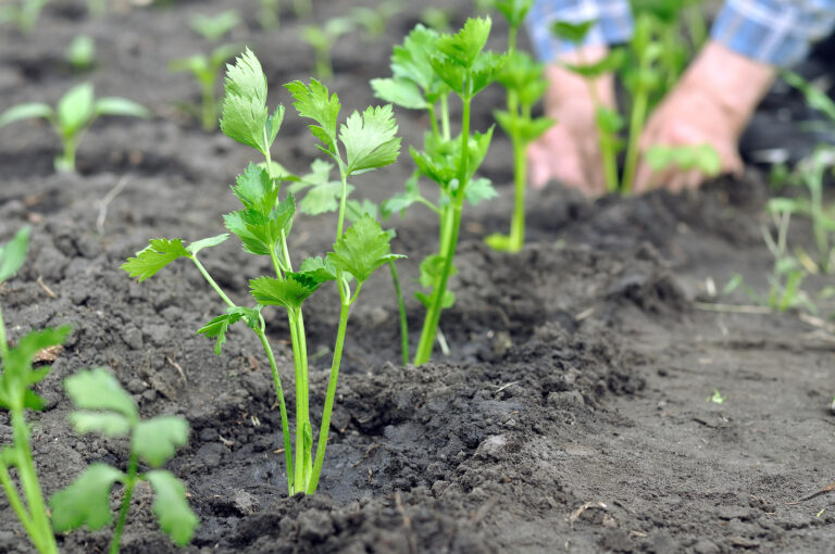 Transplanting celery