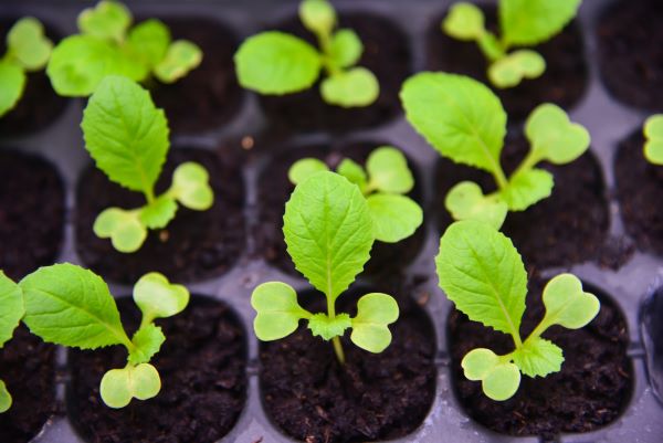 Celery seedlings