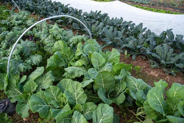Collard greens
