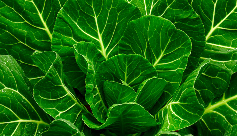 Collard greens