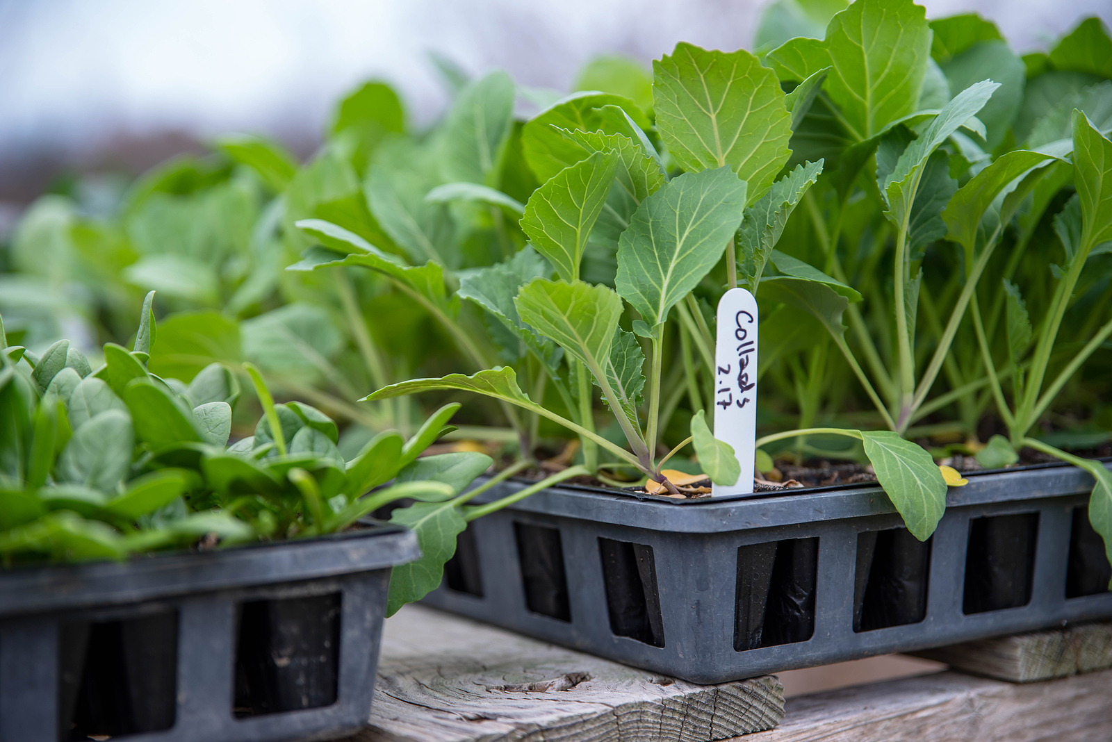 Collard greens seedlings