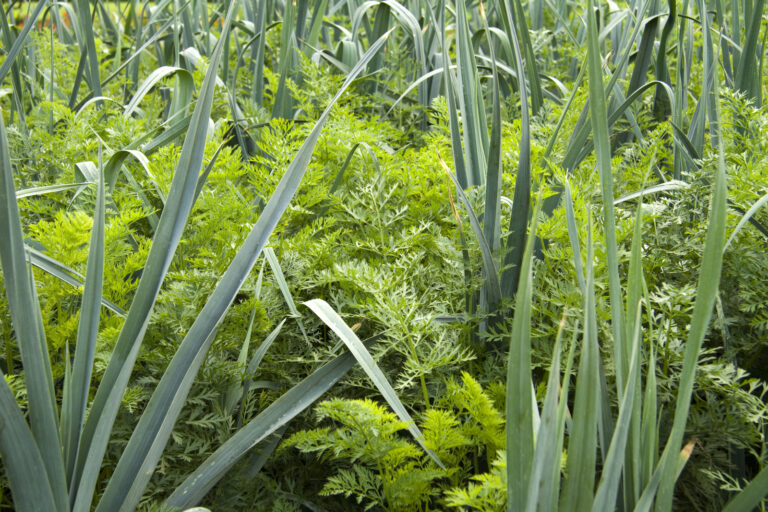 Garlic companion plants