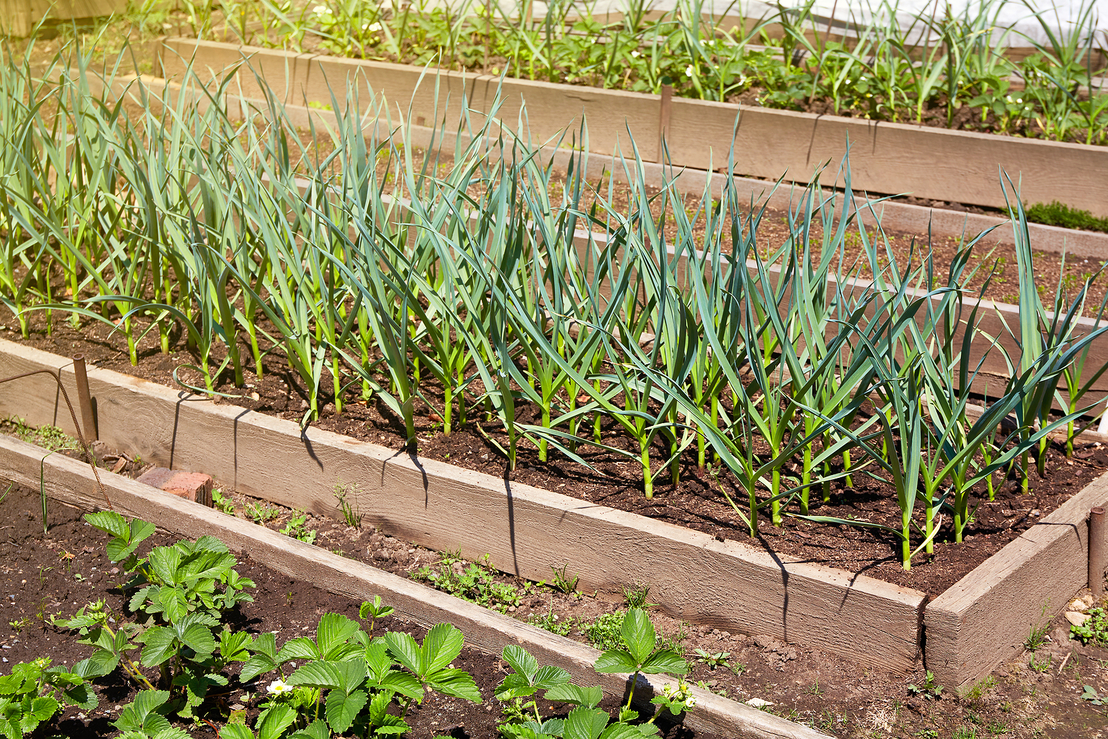 Garlic in raised bed