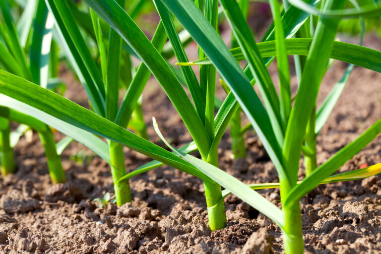 Garlic plant