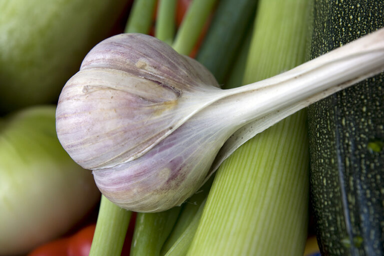 Hardneck garlic bulb