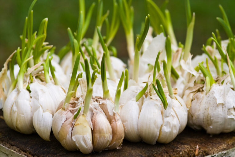 Softneck garlic