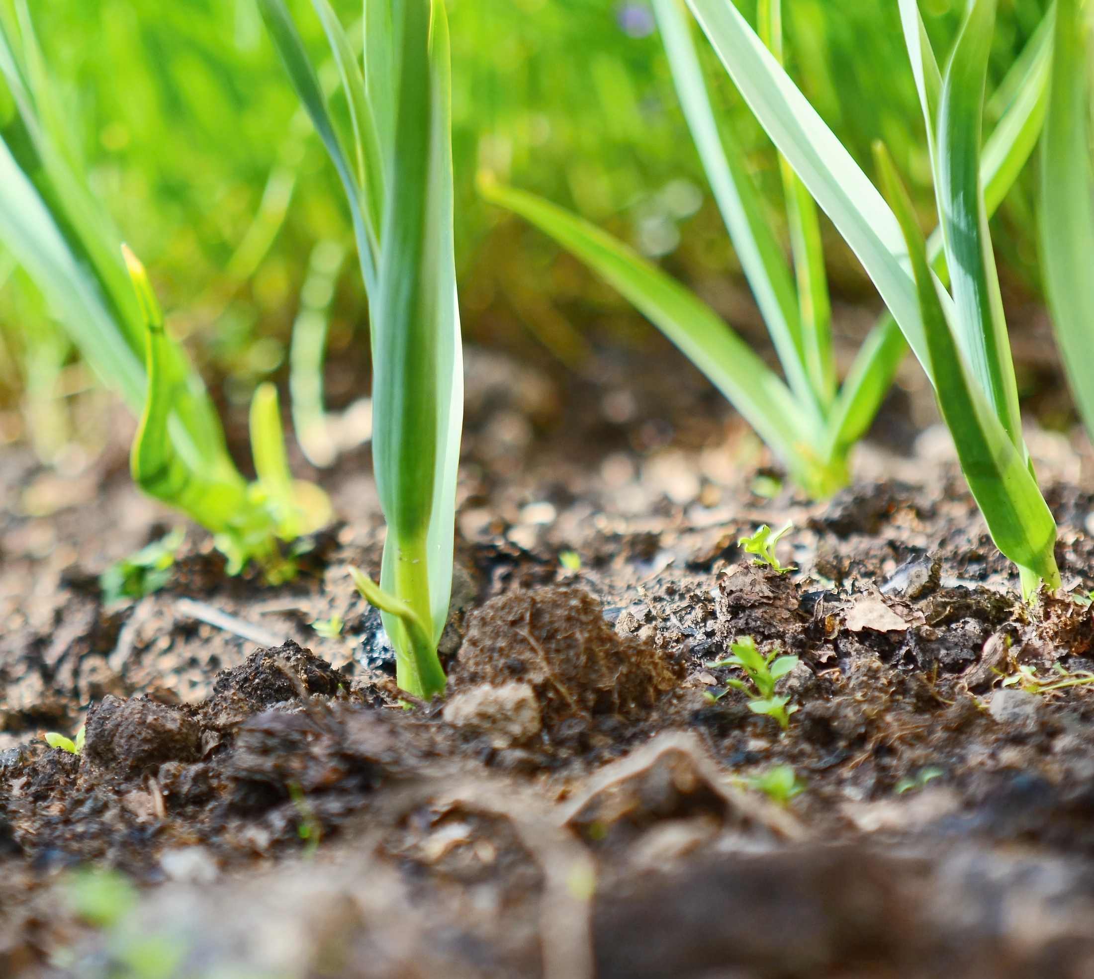 Garlic seedlings