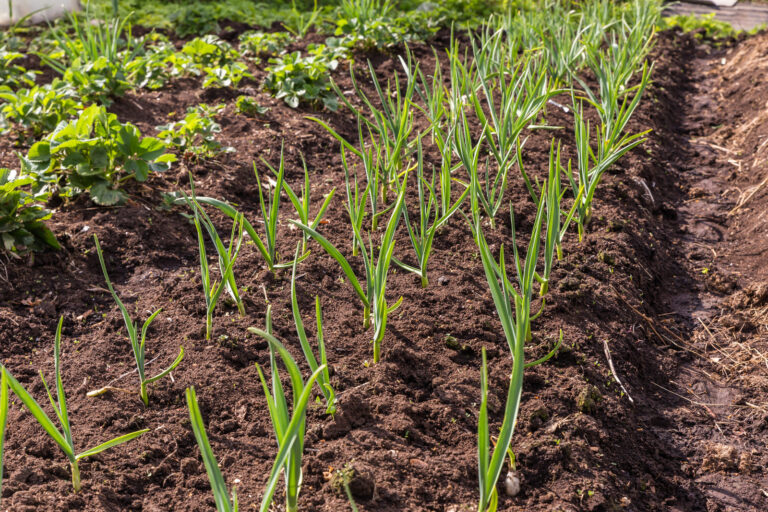 Garlic sprouts