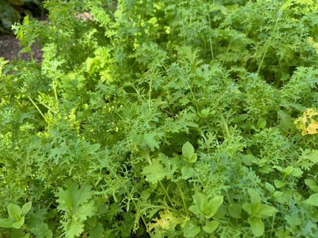 Mustard greens