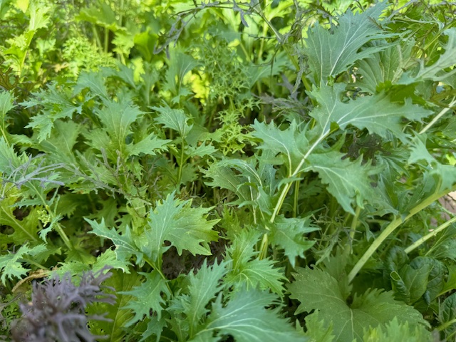 Mustard greens