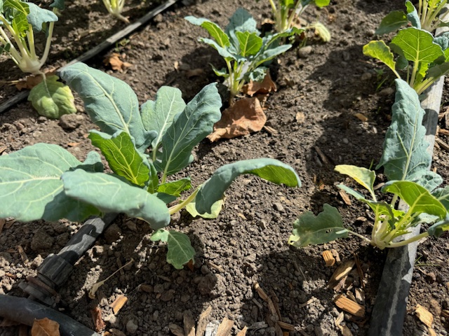 Young kohlrabi