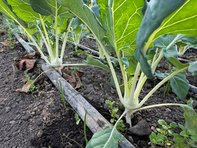 Kohlrabi on drip irrigation