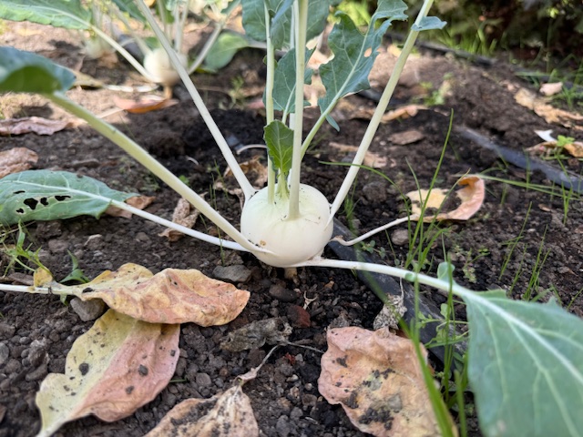 Kohlrabi