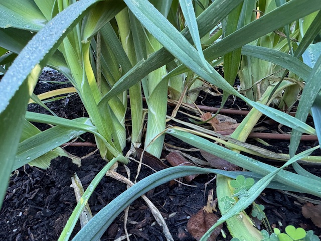 Leek plant