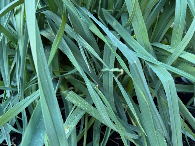 Leeks leavees