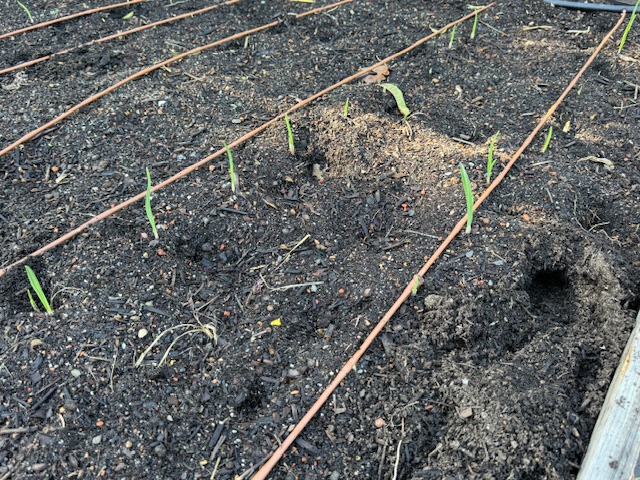 Garlic planting bed