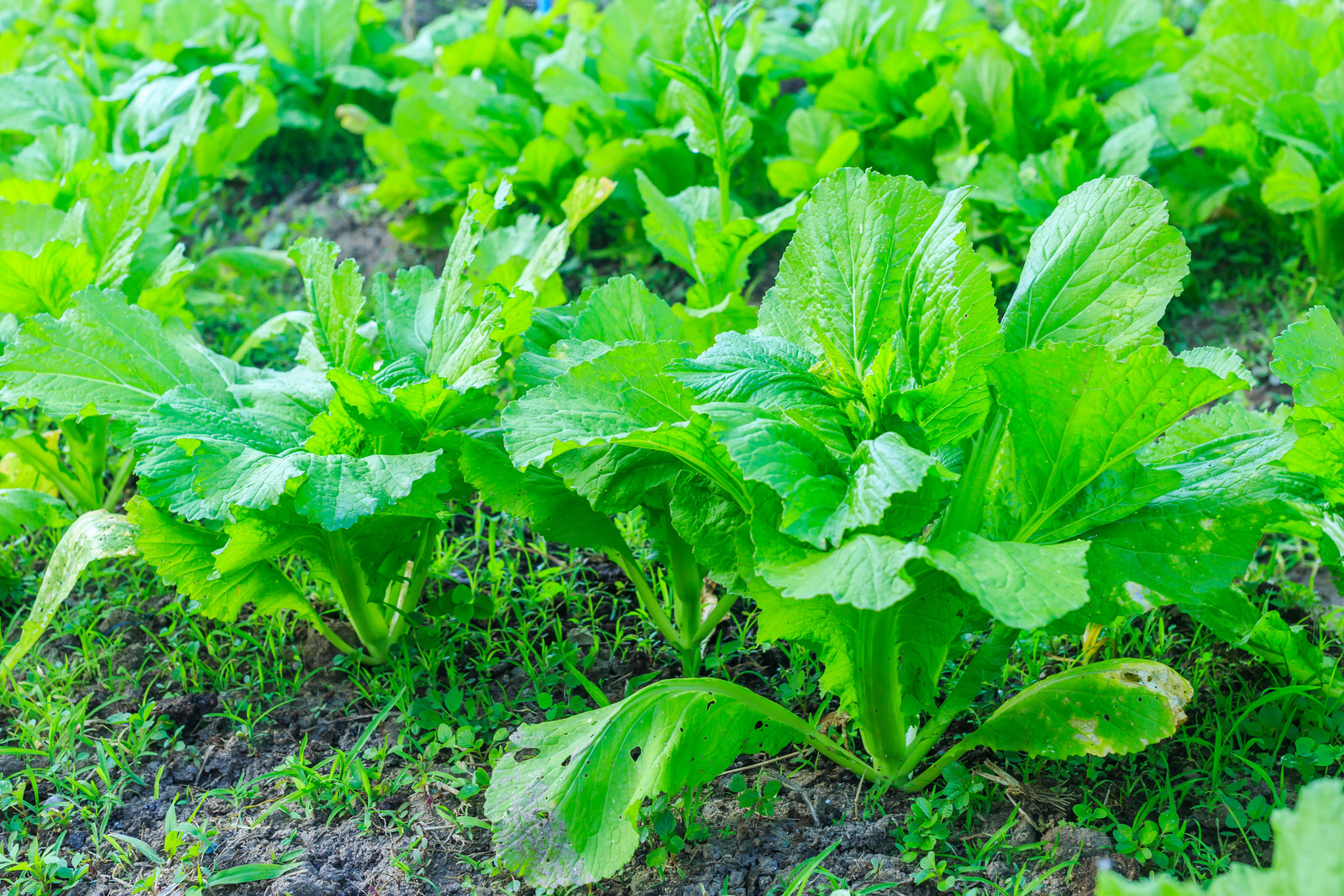 kale