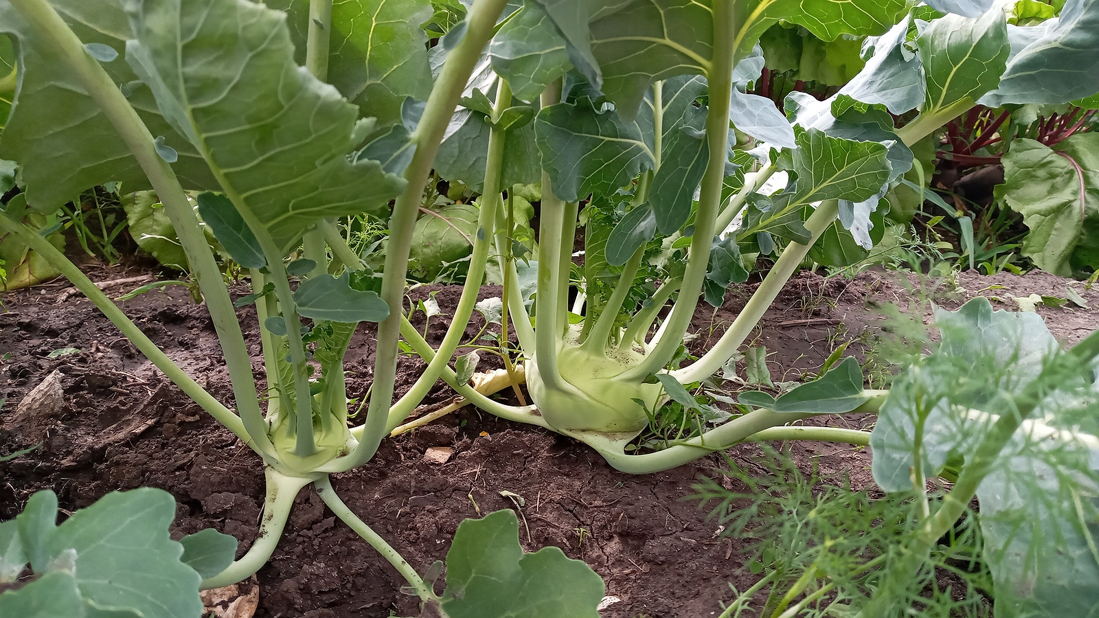 Kohlrabi