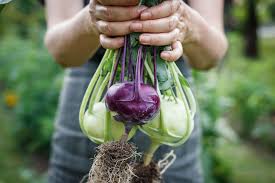Kohlrabi