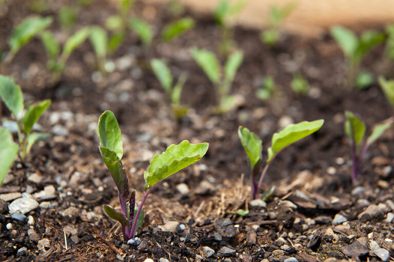 Kohlrabi seedlings
