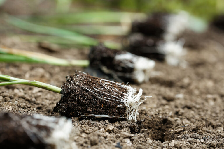 Leek seedlings