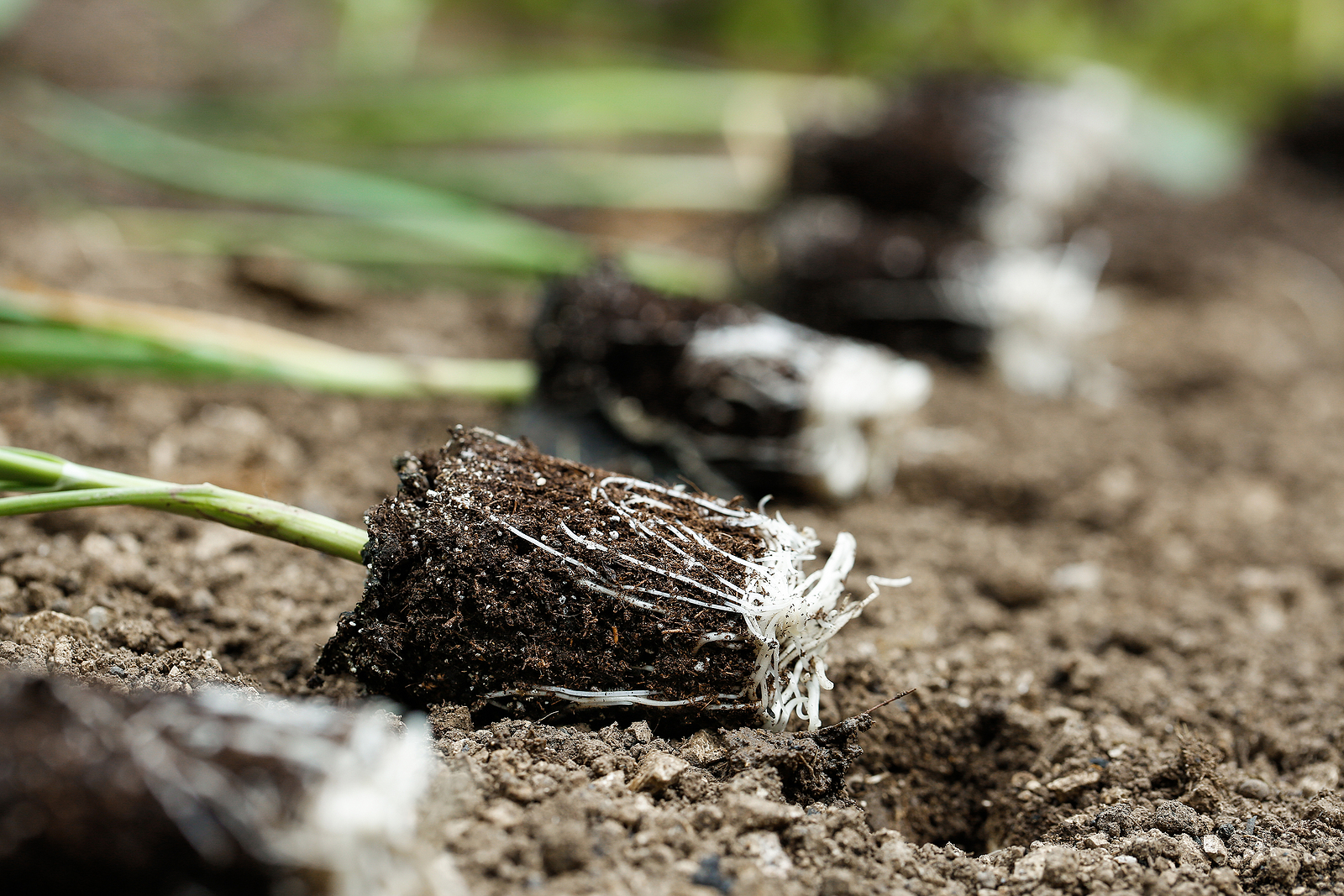 Leek seedlings