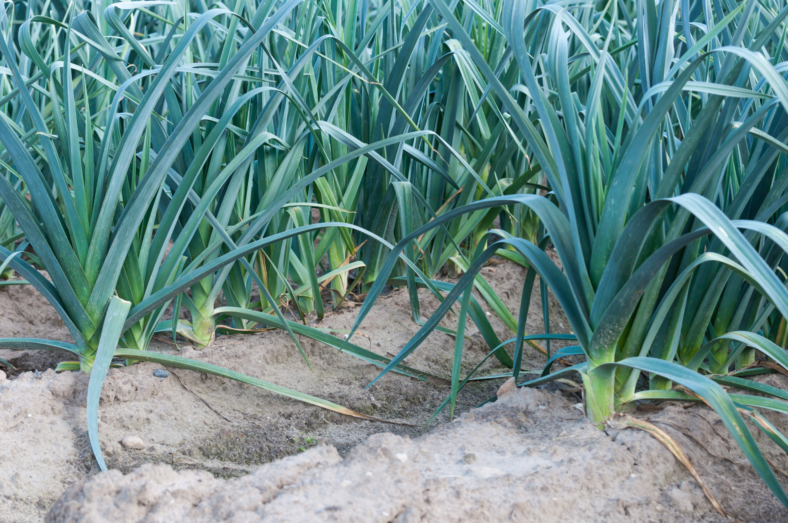 Hilled leeks