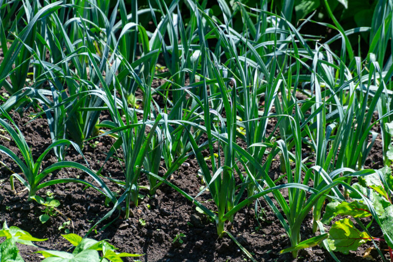 Leeks on drip irrigation