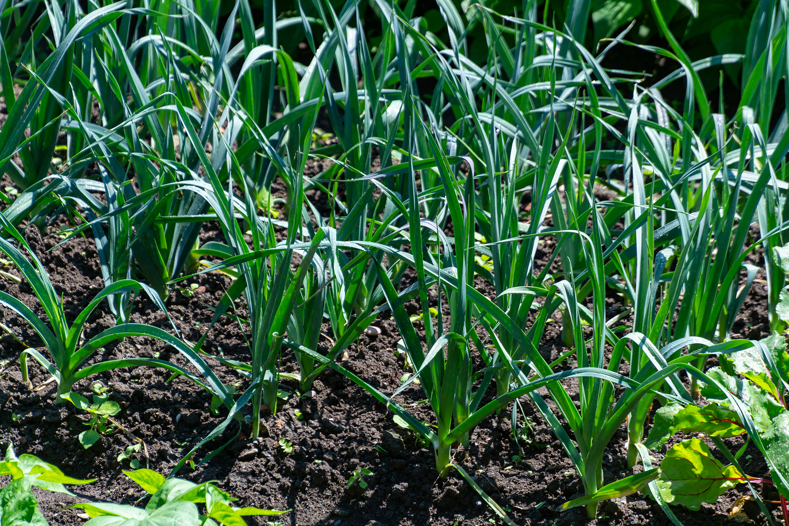Leeks on drip irrigation