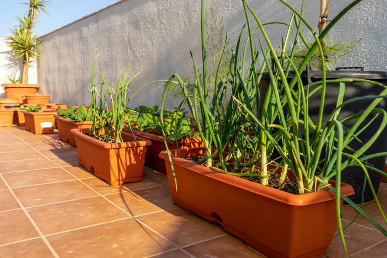 Leeks growing in a box