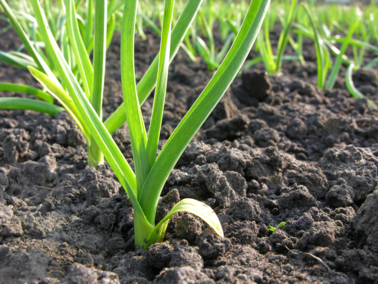 Feeding leeks
