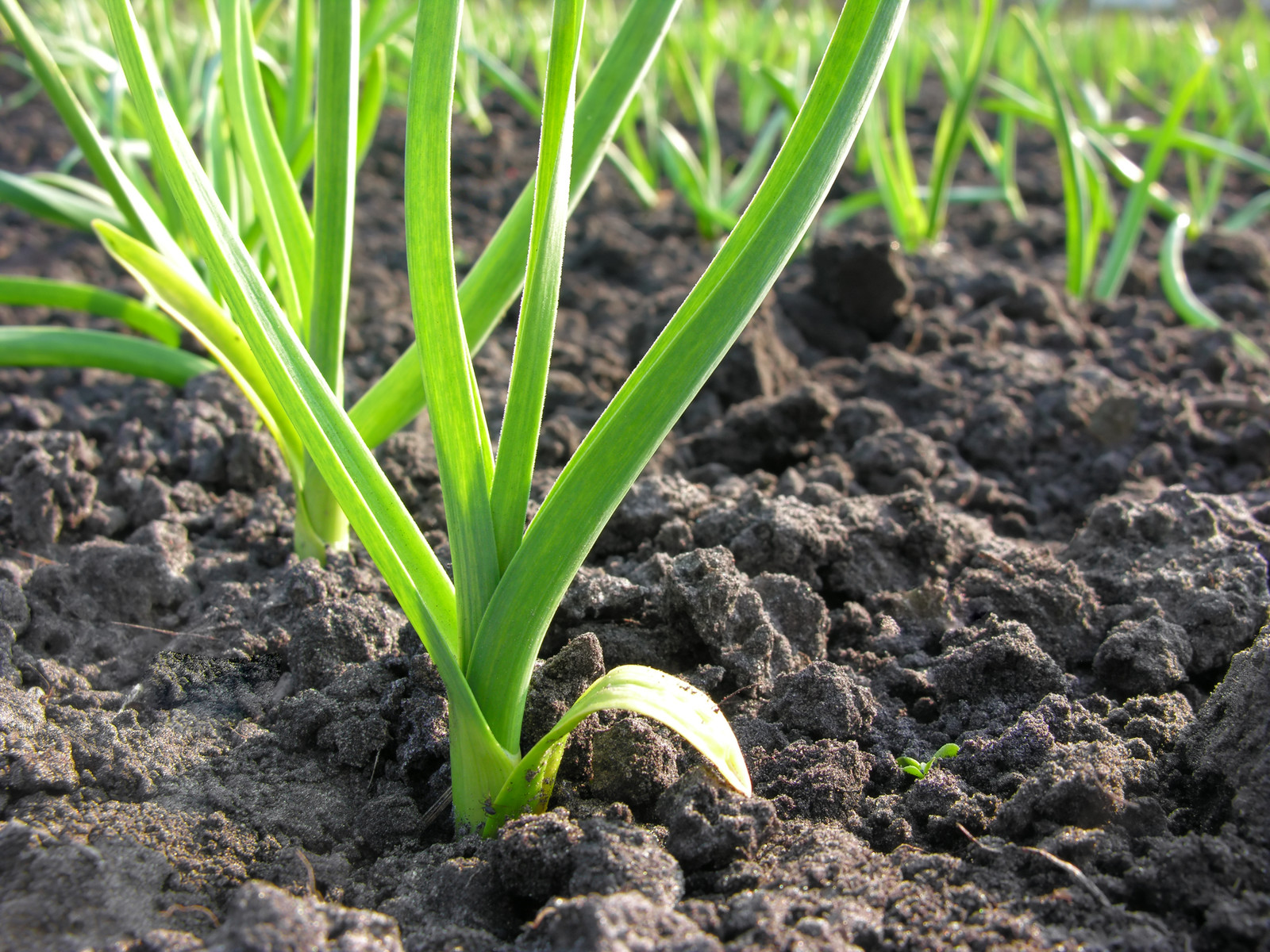 Leeks in garden