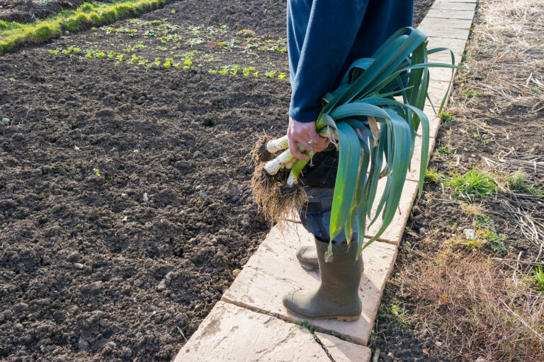 Leeks harvest