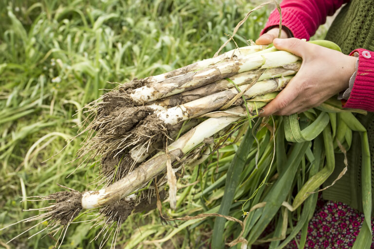 Leeks harvested