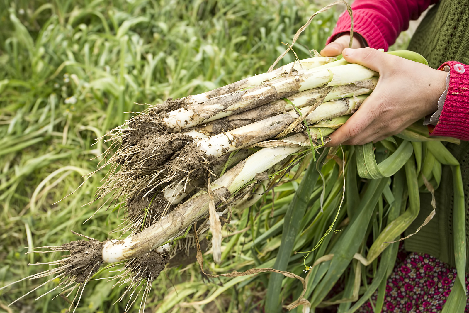 Leeks harvested